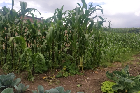 lote-ii-en-urbanizacion-menfis